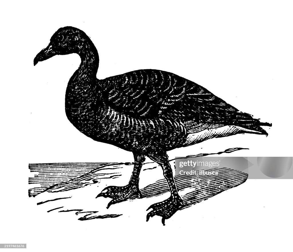 Graylag Goose, Anser anser