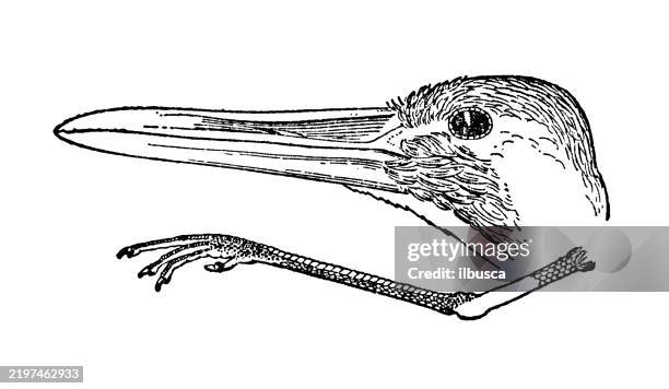 gruidae, whooping crane, grus americana - whooping crane usa stock illustrations