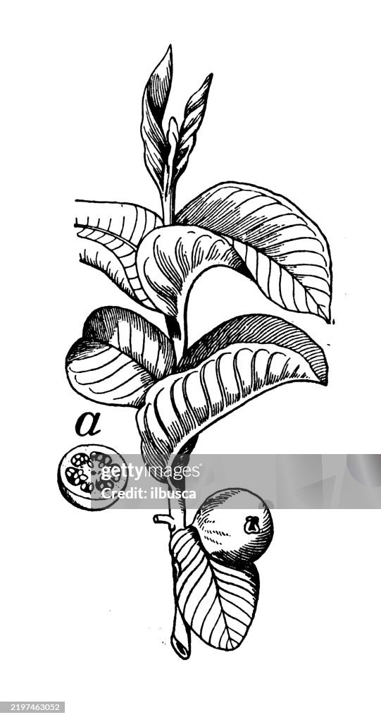 White Guava, Psidium Guaiava pyriferum