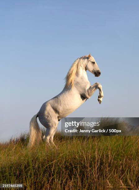 horses of the camargue horse rearing up on the sand dune - domestic animals stock pictures, royalty-free photos & images