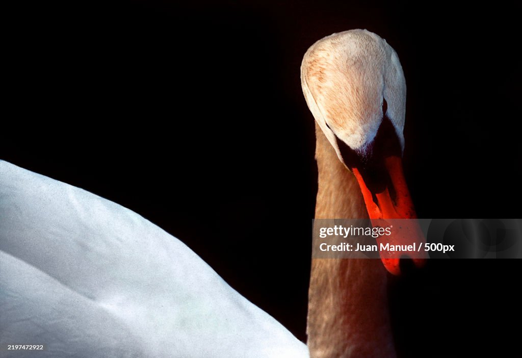 Close-up of mute swan