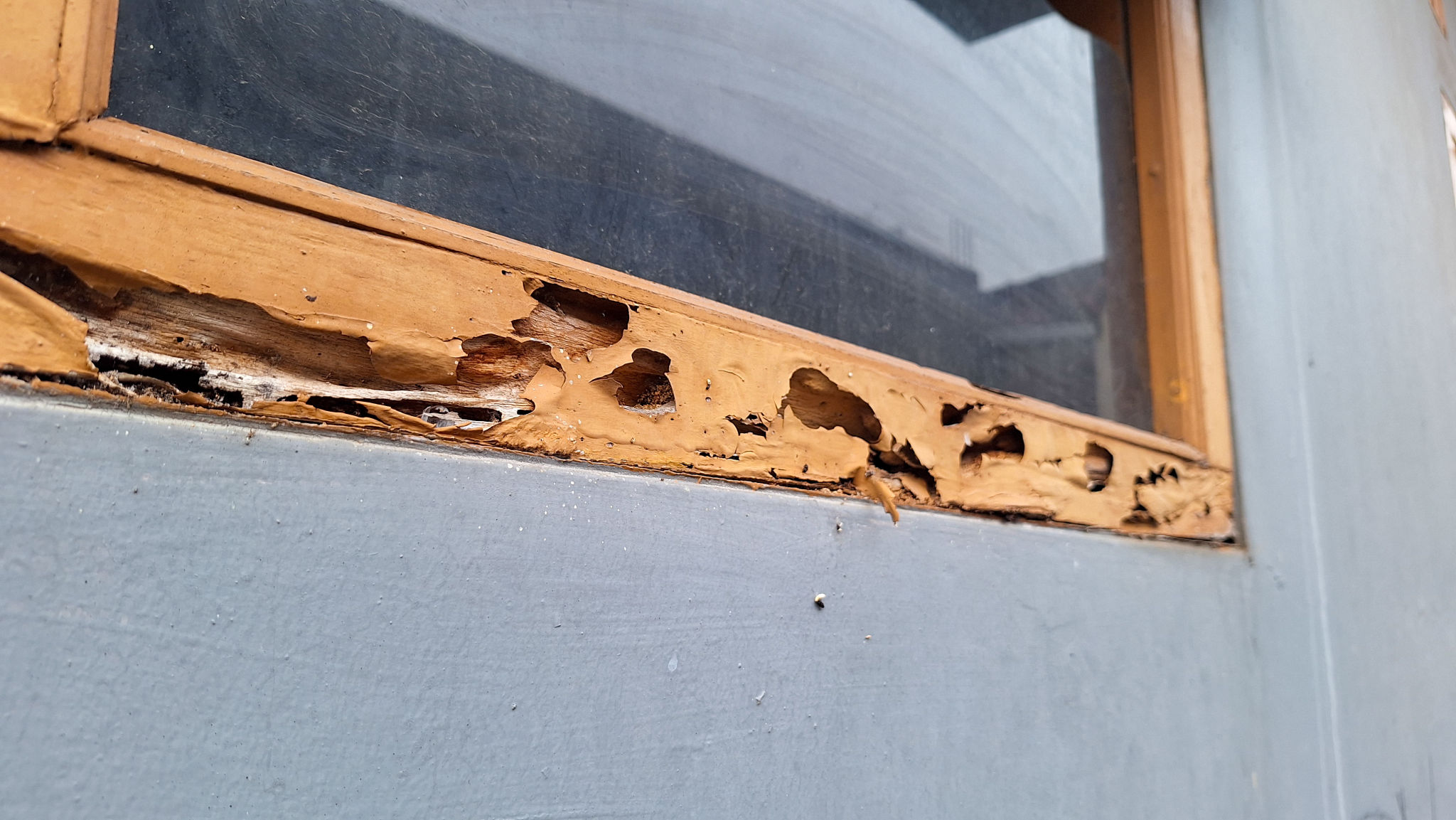 termite damage