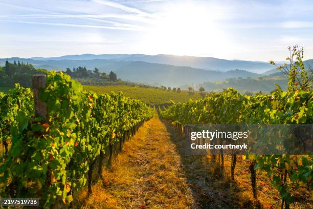 vineyard in tuscany italy at sunset or sunrise. - wijngaard stockfoto's en -beelden