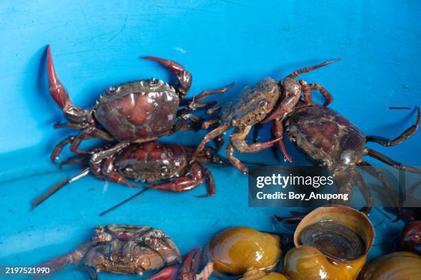 Shell Fish From Rice Feild 1,456 Animal Exoskeleton Stock Photos, High-Res Pictures, and Images ...