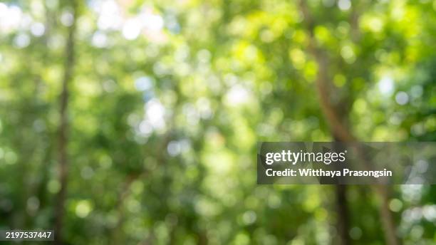 blurred abstract background of a lush green forest in daylight - flouté photos et images de collection