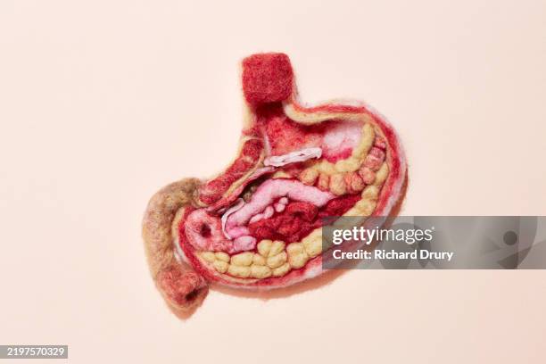 a human stomach made of wool - menselijke maag inwendig orgaan stockfoto's en -beelden