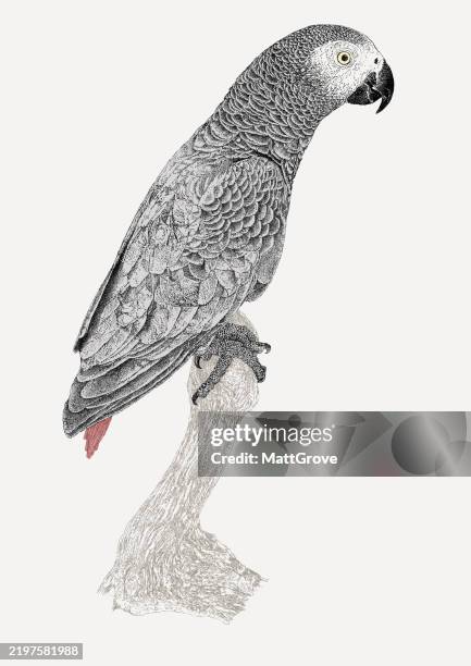 african grey parrot - african grey parrot stock illustrations