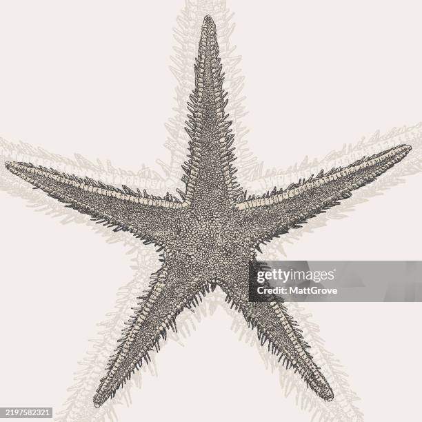comb star sugar starfish underside - water pool stock illustrations
