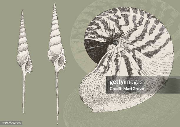 nautilus shell tibia fusus gastropod seashell - water pool stock illustrations