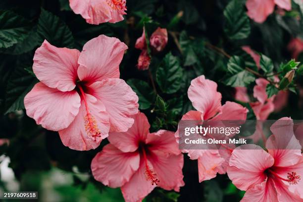 beautiful pink hibiscus flowers in full bloom surrounded by lush greenery - hibiscus stock pictures, royalty-free photos & images