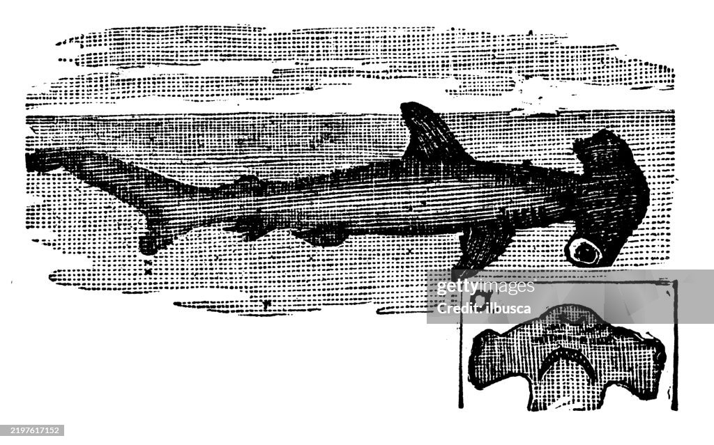 Hammerhead, Sphyrna zygaena