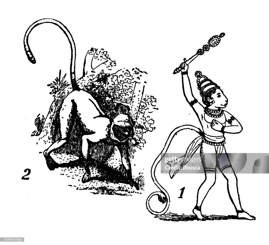 God Hanuman, monkey hanuman (Semnopithecus entellus)