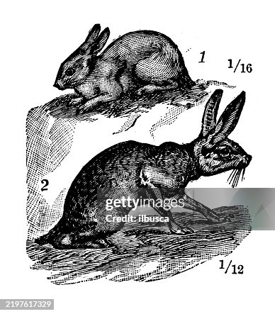 American Hares: Northern hare, Lepus americanus, Sage hare or jackrabbit, Lepus callotis American Hares: Northern hare, Lepus americanus, Sage hare or jackrabbit, Lepus callotis