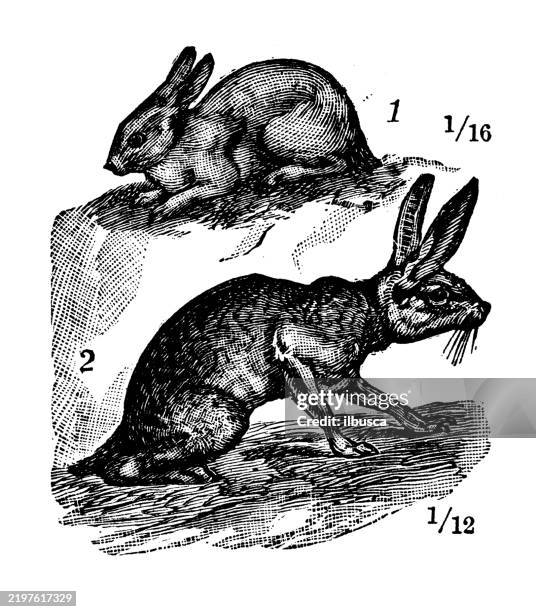 american hares: northern hare, lepus americanus, sage hare or jackrabbit, lepus callotis - snowshoe hare stock illustrations