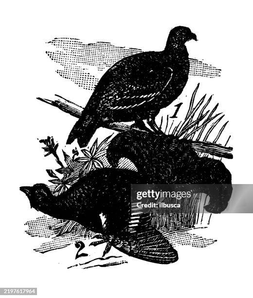heath grouse, tetrao tetrix - blue grouse stock illustrations