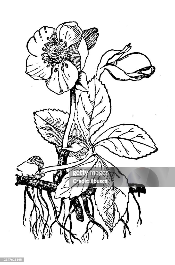 Helleborus niger, Christmas rose