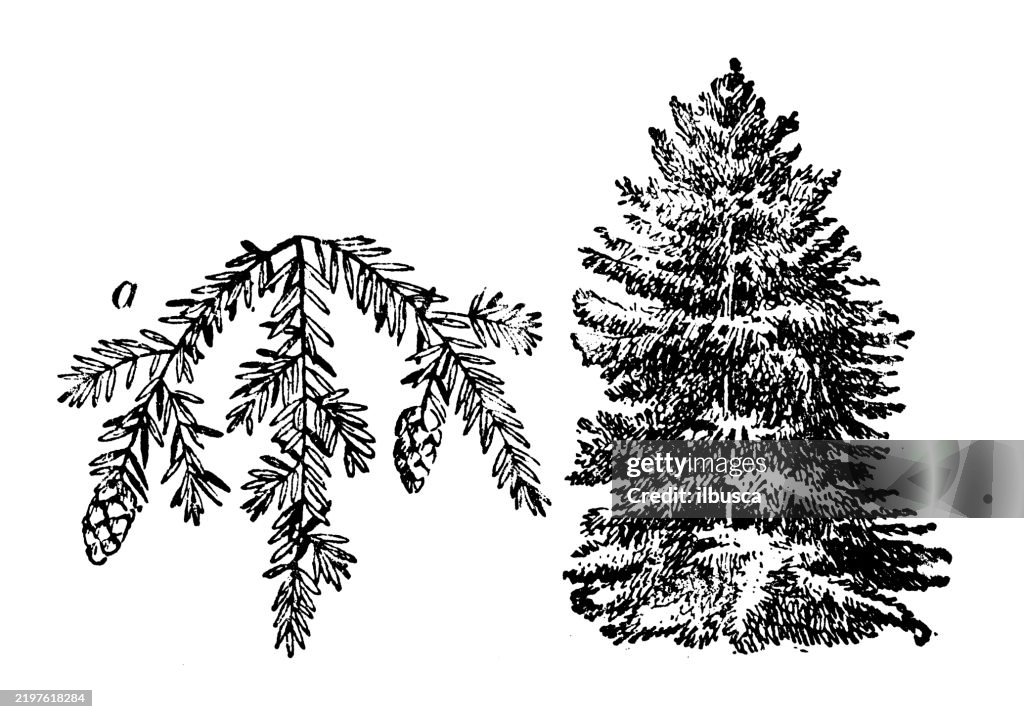 Hemlock, Tsuga Canadensis