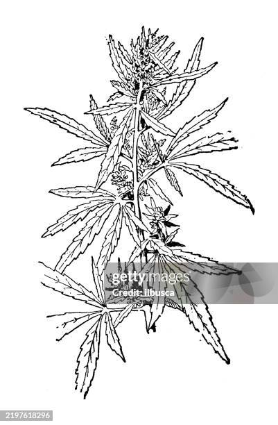 hemp, cannabis sativa - hemp leaf stock illustrations