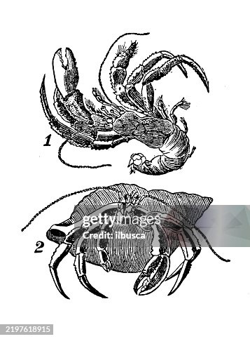 Hermit crab Hermit crab