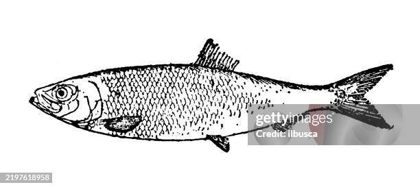 illustrations, cliparts, dessins animés et icônes de hareng commun, clupea harengus - sardine