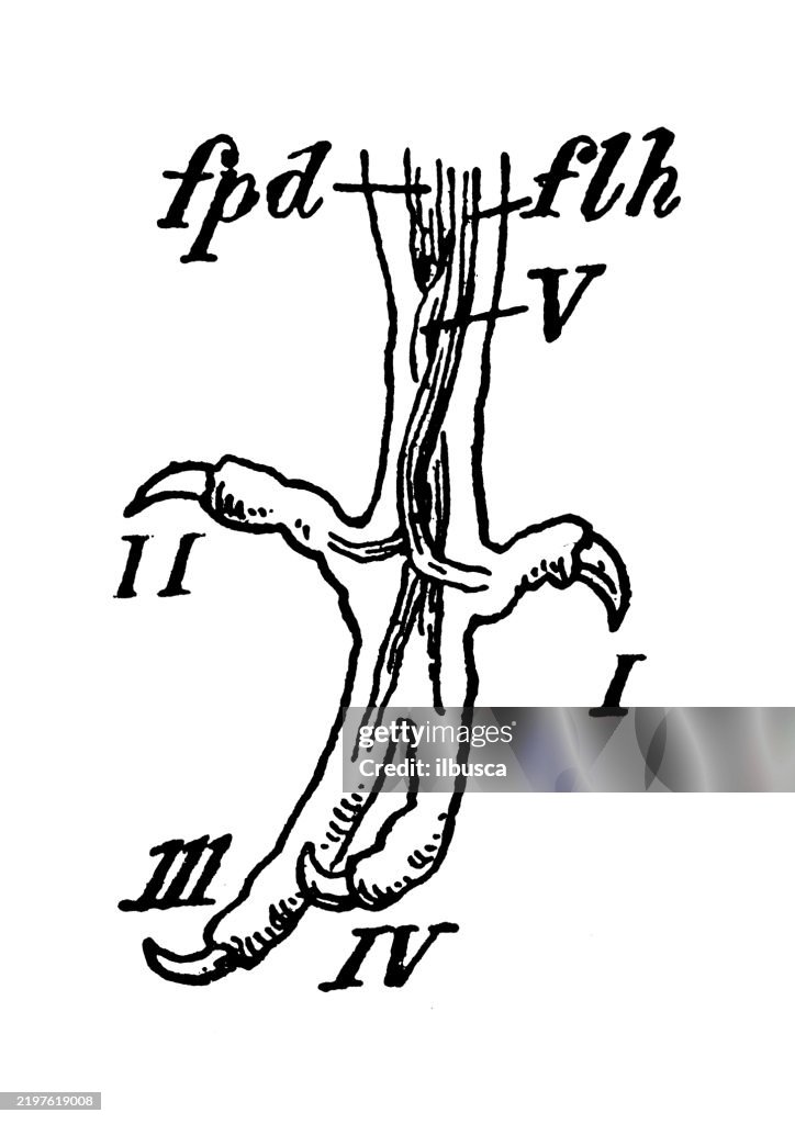 Heteropelmous foot of a Trogon