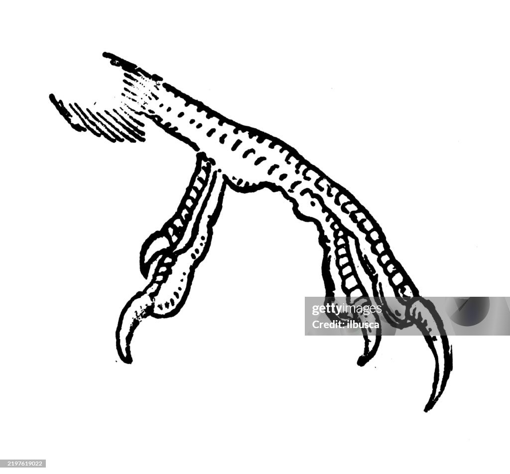Foot of a Heterodactyl, Trogon puella