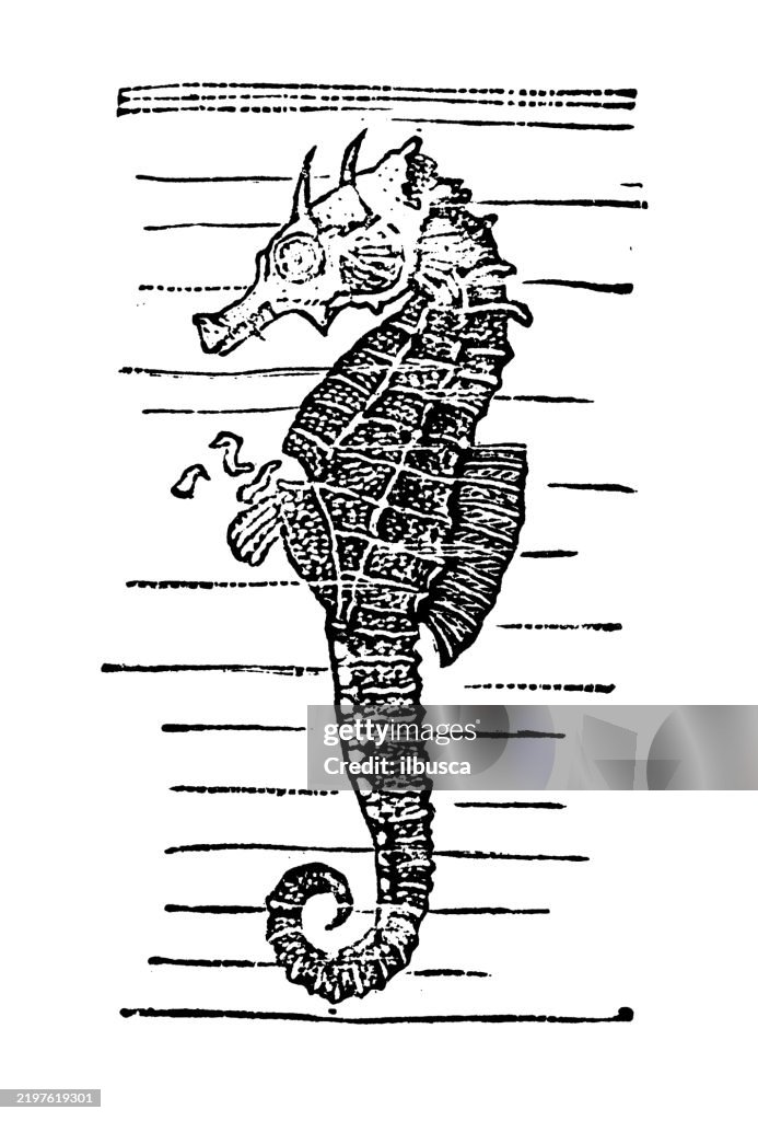 Hippocampus heptagonus