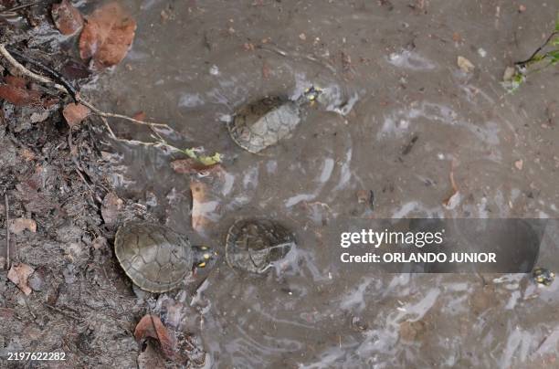 Yellow-spotted river turtles are released in the Iguapo-Acu River in Beruri, Amazonas State, Brazil, on February 7, 2025. The project to protect the...