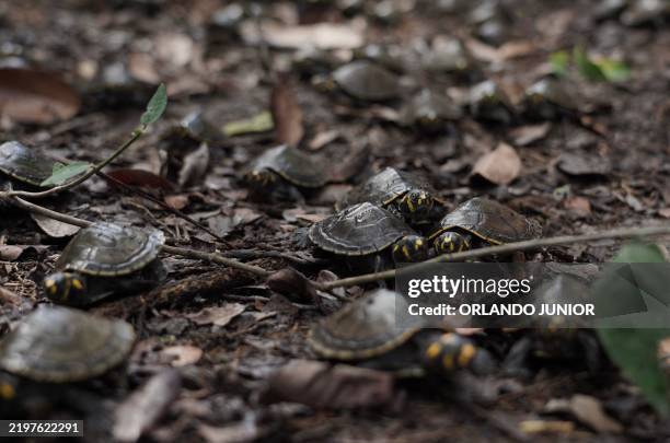 Yellow-spotted river turtles are released in the Iguapo-Acu River in Beruri, Amazonas State, Brazil, on February 7, 2025. The project to protect the...