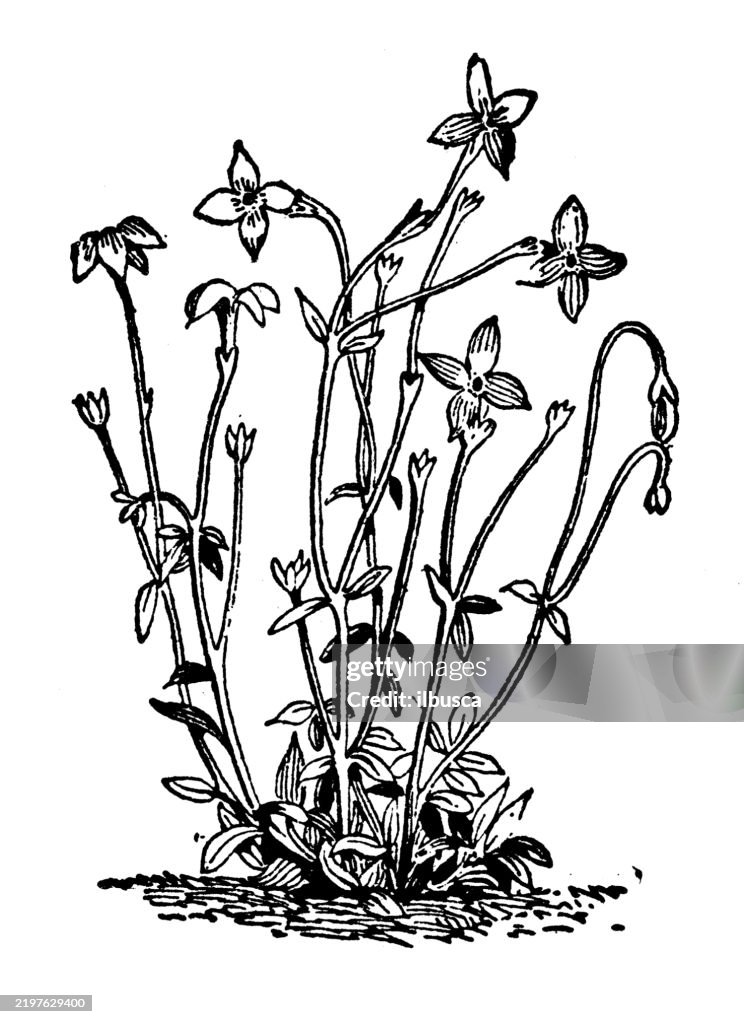 Houstonia caerulea, the Bluets