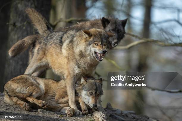 three canadian timberwolves on a rock - grey wolf stock pictures, royalty-free photos & images