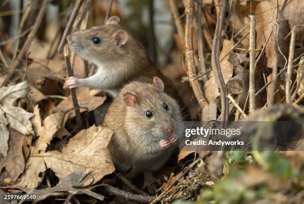 1,572 The Two Rats Stock Photos, High-Res Pictures, and Images - Getty ...