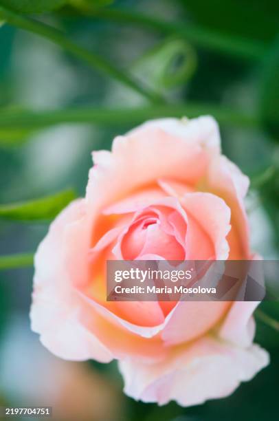 6,566 Maria Rose Stock Photos, High-Res Pictures, and Images