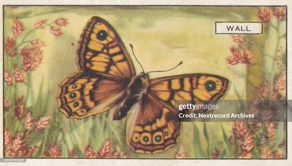 Wall Butterfly, Butterflies and Moths series, Gallaher Collectible Tobacco Card, 1938