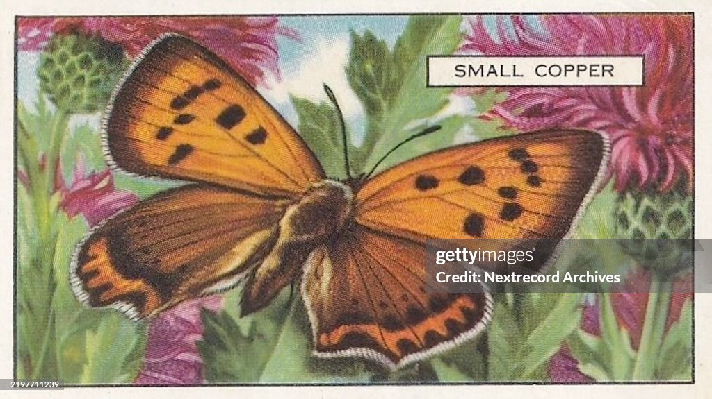 Small Copper Butterfly, Butterflies and Moths series, Gallaher Collectible Tobacco Card, 1938
