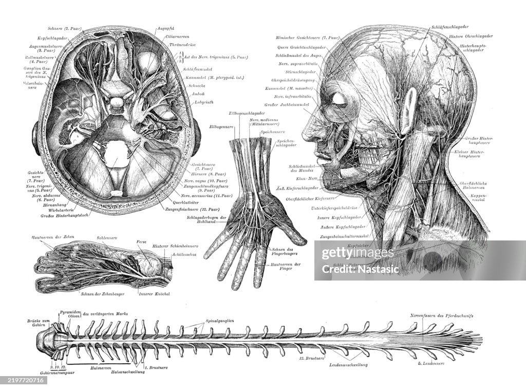 Nervous system of humans