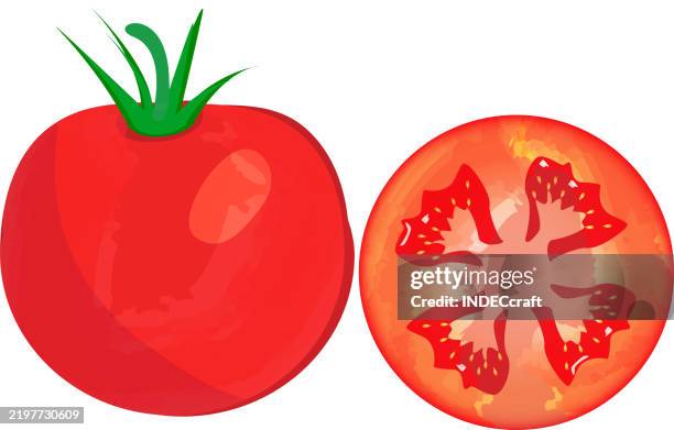 tomato - succulent overhead stock illustrations