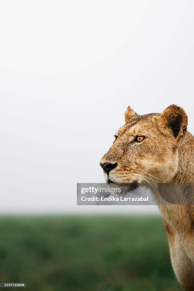 Majestic lioness observing the serengeti plains