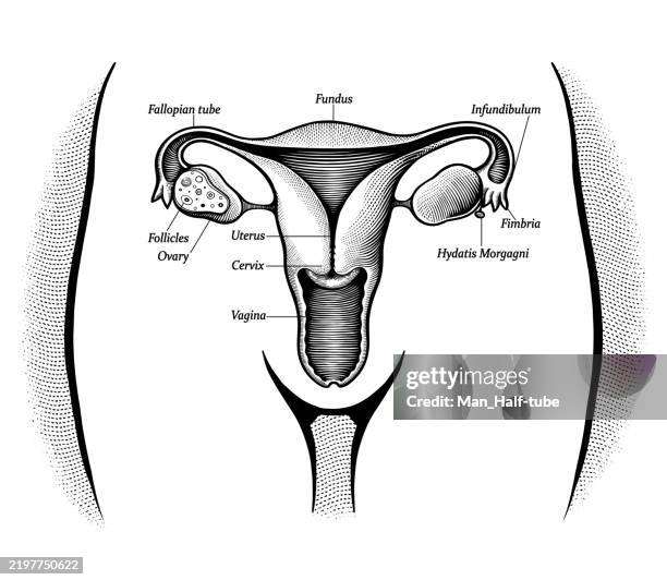 illustrazioni stock, clip art, cartoni animati e icone di tendenza di utero - endometrio
