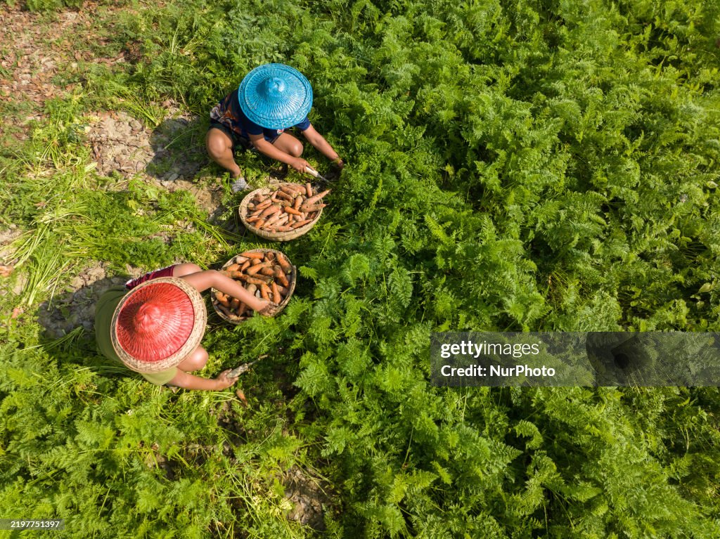 Farmers Harvest Carrots In Full Swing Amid A Good Yield Season In farmers-harvest-carrots-in-full-swing-amid-a-good-yield-season-in