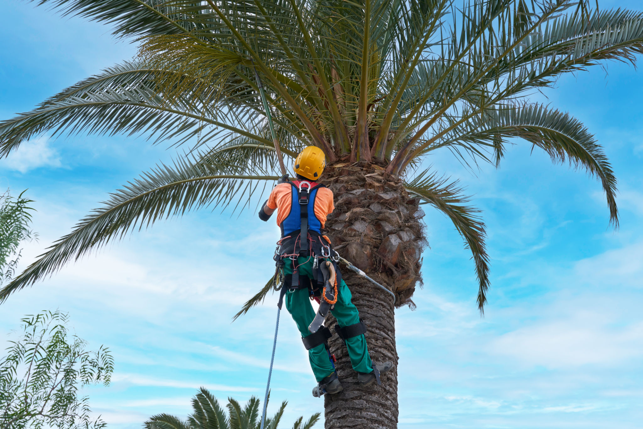 palm tree care
