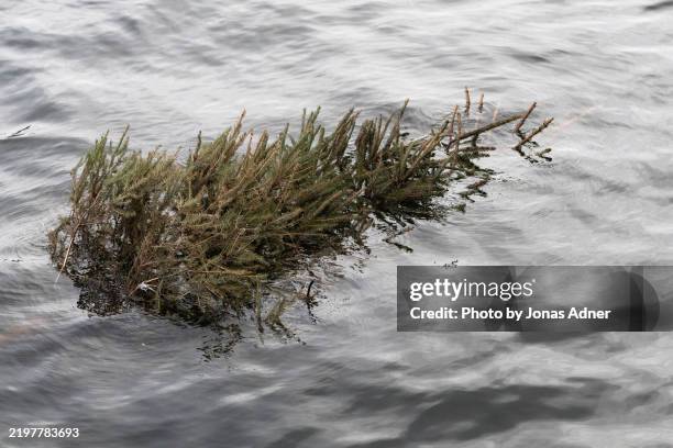 floating christmas tree - swedish christmas decorations stock pictures, royalty-free photos & images