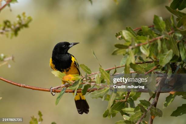 scott's oriole - oriole stock pictures, royalty-free photos & images