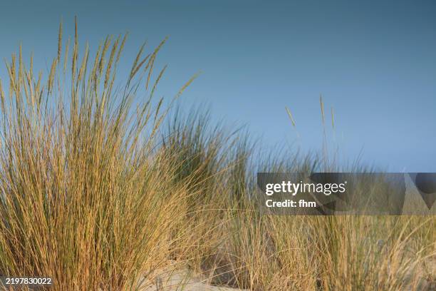grass on the beach with sky - marram grass stock pictures, royalty-free photos & images