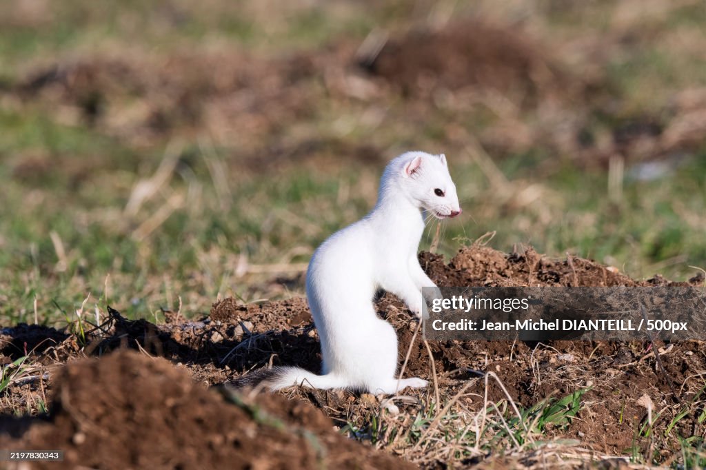 Close-up of rodent on field