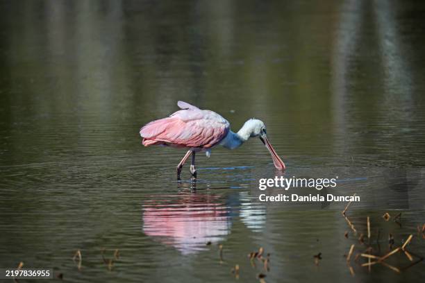 wading roseate spoonbill - spoonbill stock pictures, royalty-free photos & images