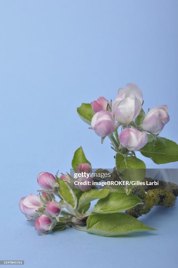 Apple tree in bloom, Apple blossoms with pink petals and green leaves on a branch against a blue background