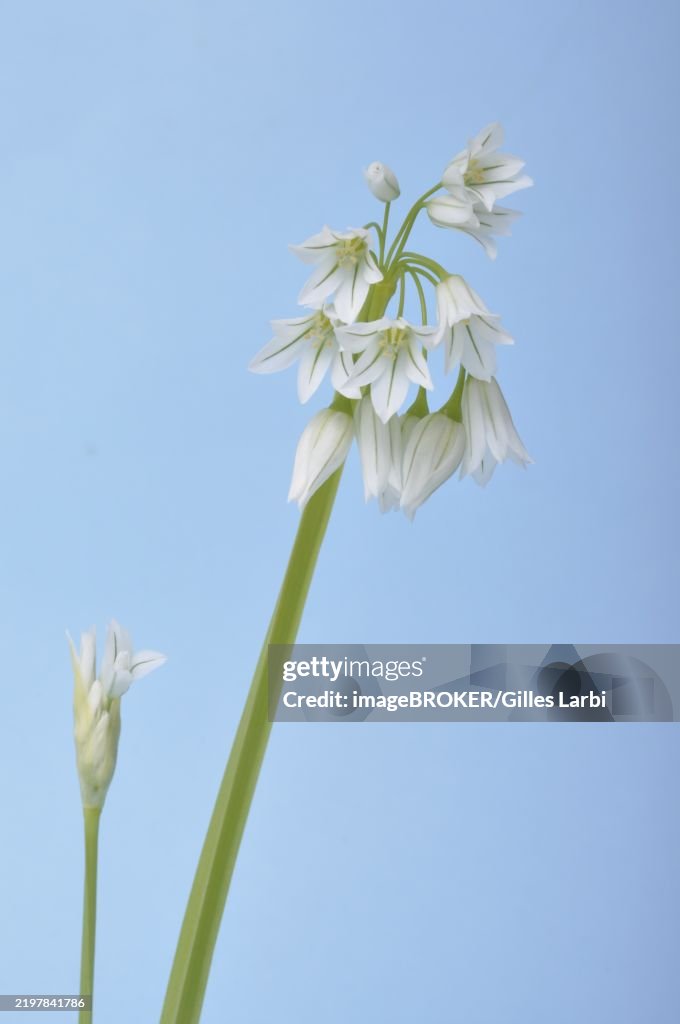 Triquetrum garlic, White flower with green stem set against a simple blue background