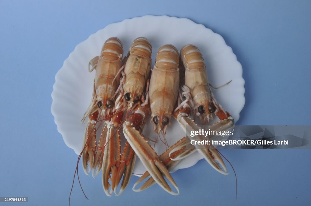 Four langoustines neatly arranged on a white plate against a blue background