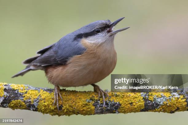 nuthatch (sitta europaea) calling on a lichen-covered branch, protected forest forest, black forest, germany, europe - nuthatch stock pictures, royalty-free photos & images